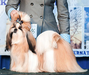 shih-tzu
